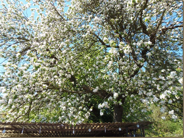 Apfelbaum in voller Blüte