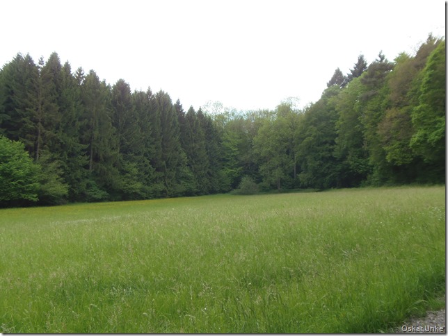 Waldwiesen
